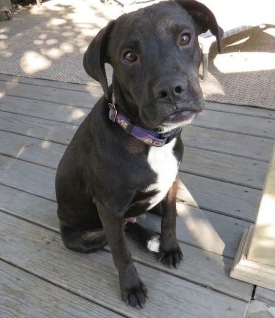 Enlarge Ace - Sponsored Reduced Adoption Fee, a Adoptable mixed breed in Crown Point, IN image 6/6