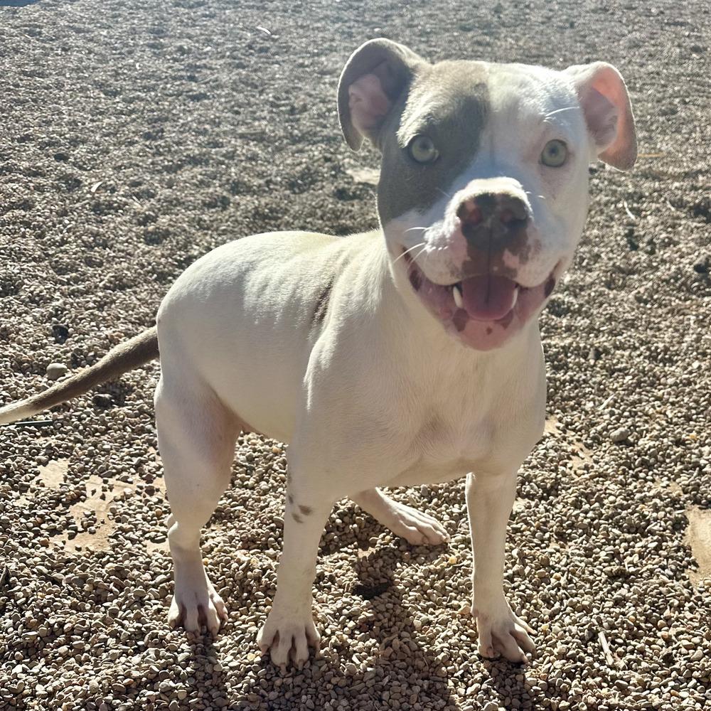 Destiny, Adoptable, Adult Female Pit Bull Terrier.