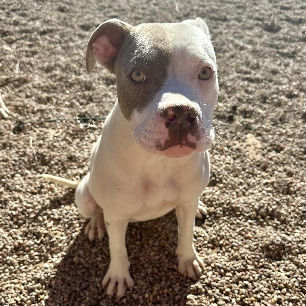 Enlarge Destiny, a Adoptable Pit Bull Terrier in Clovis, NM image 2/6