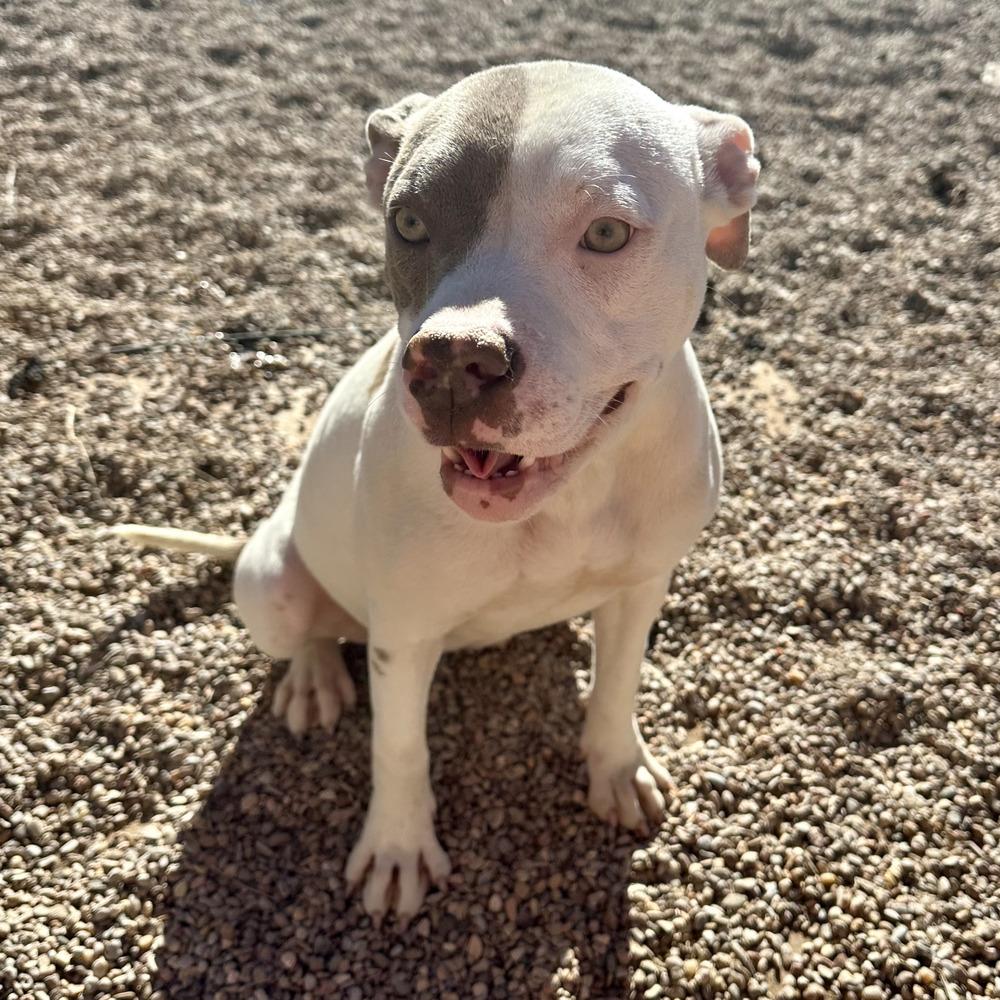Enlarge Destiny, a Adoptable Pit Bull Terrier in Clovis, NM image 3/6