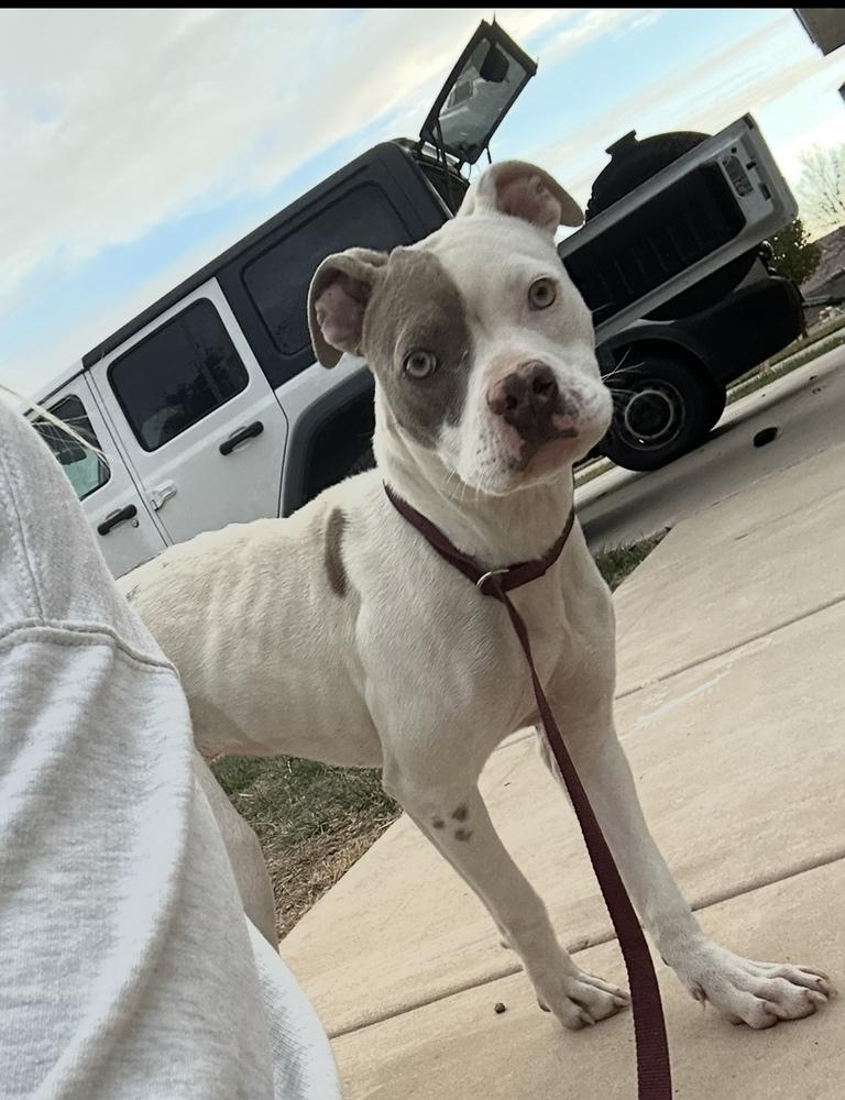 Destiny, Adoptable, Adult Female Pit Bull Terrier.