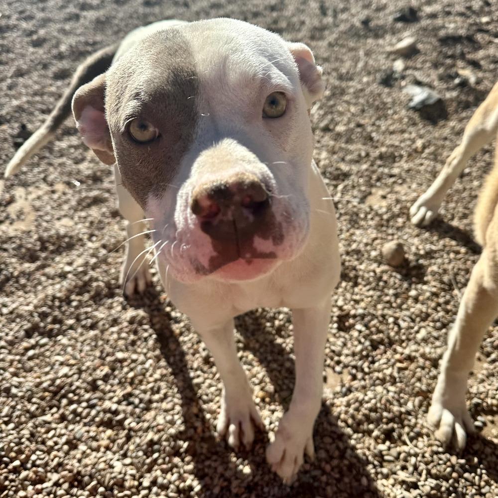 Enlarge Destiny, a Adoptable Pit Bull Terrier in Clovis, NM image 5/6