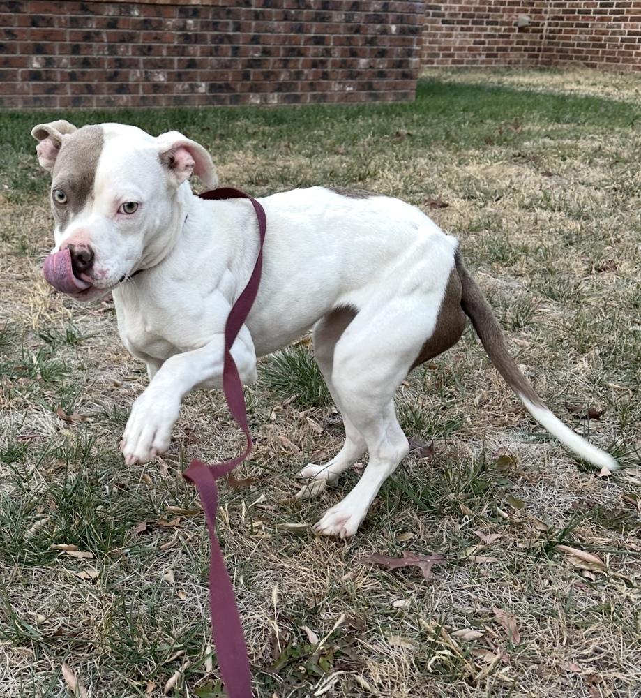 Enlarge Destiny, a Adoptable Pit Bull Terrier in Clovis, NM image 2/2
