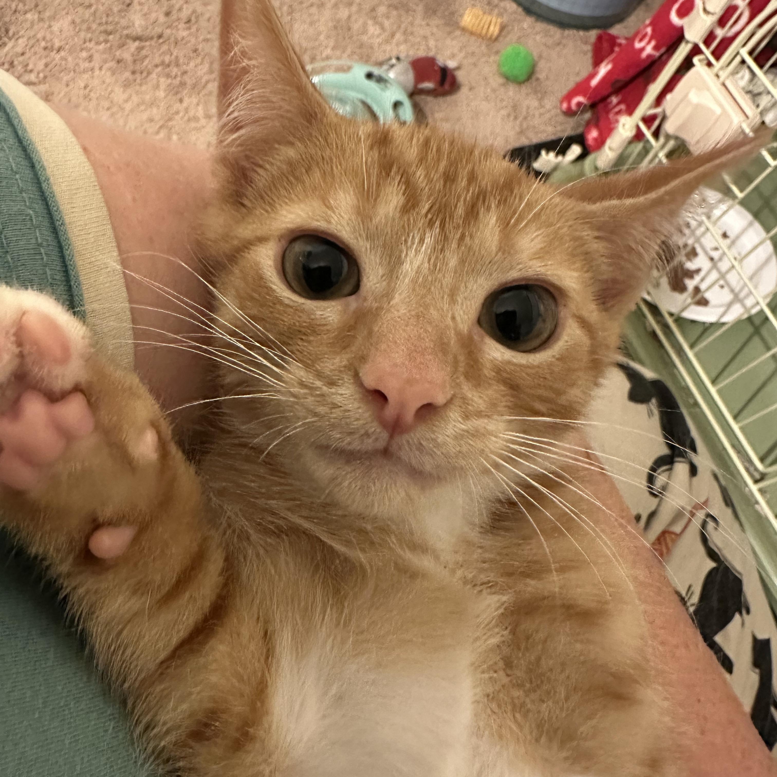 Shere Khan, Adoptable, Kitten Male Domestic Short Hair & Tabby.