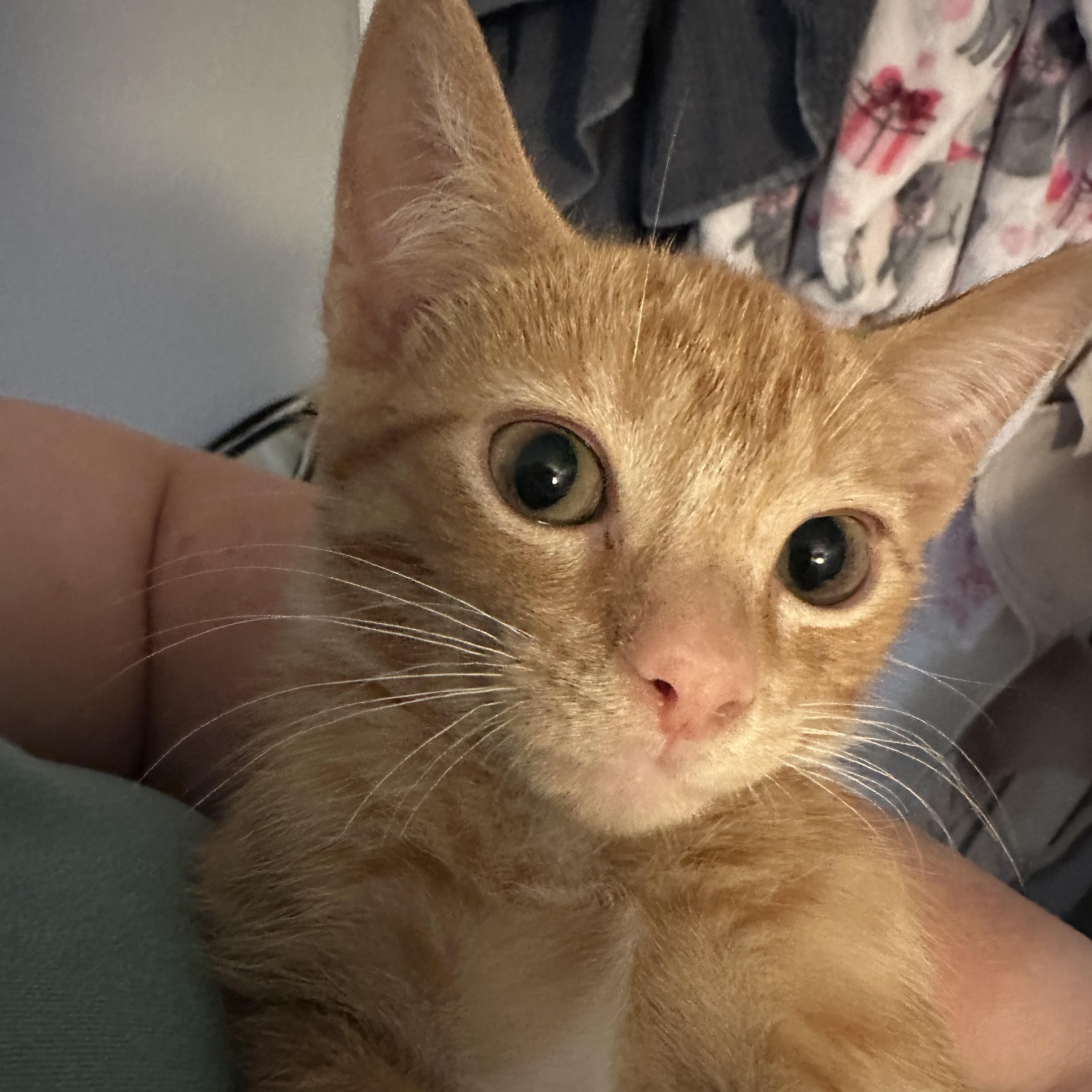 Enlarge Shere Khan, a Adoptable mixed breed in South Park, PA image 4/5