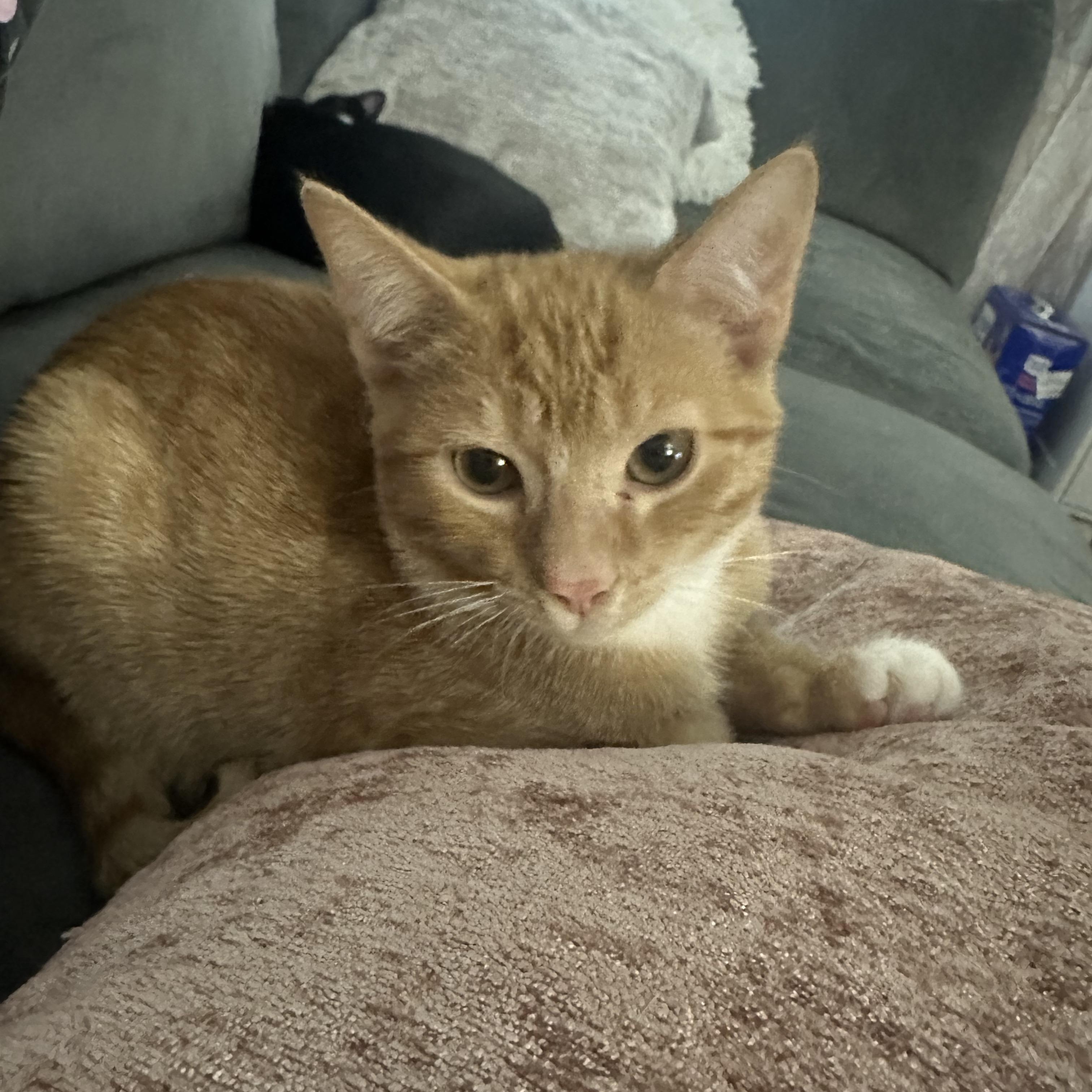 Enlarge Shere Khan, a Adoptable mixed breed in South Park, PA image 5/5