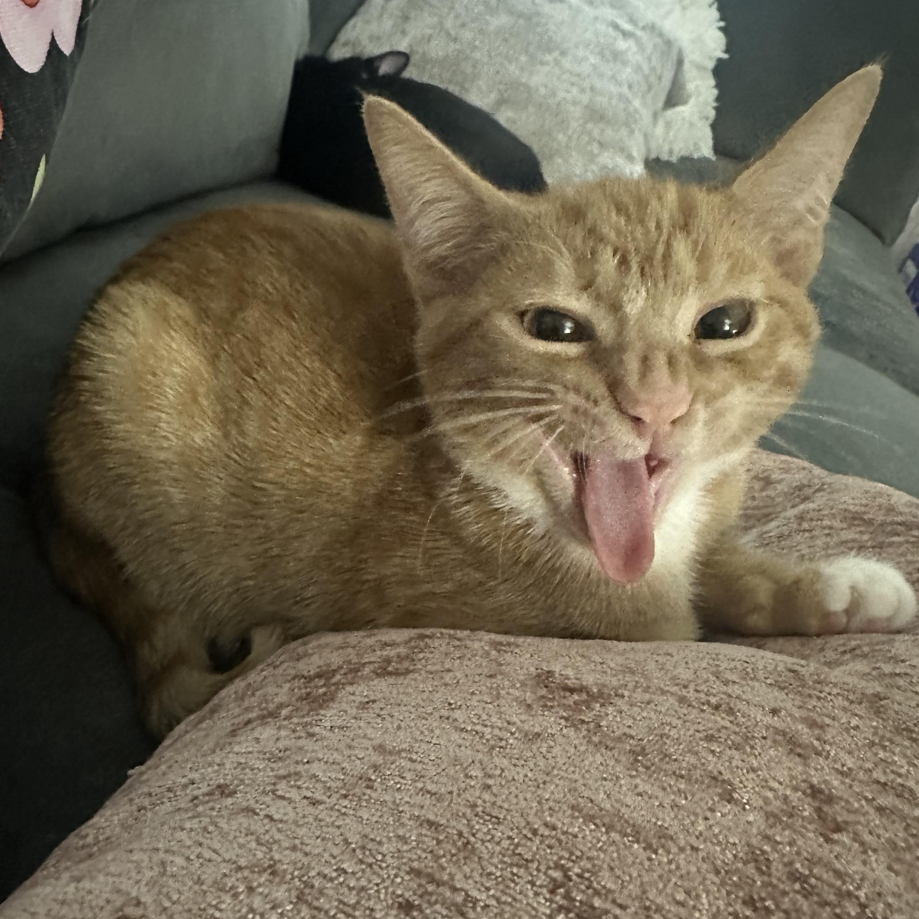 Enlarge Shere Khan, a Adoptable mixed breed in South Park, PA image 3/5