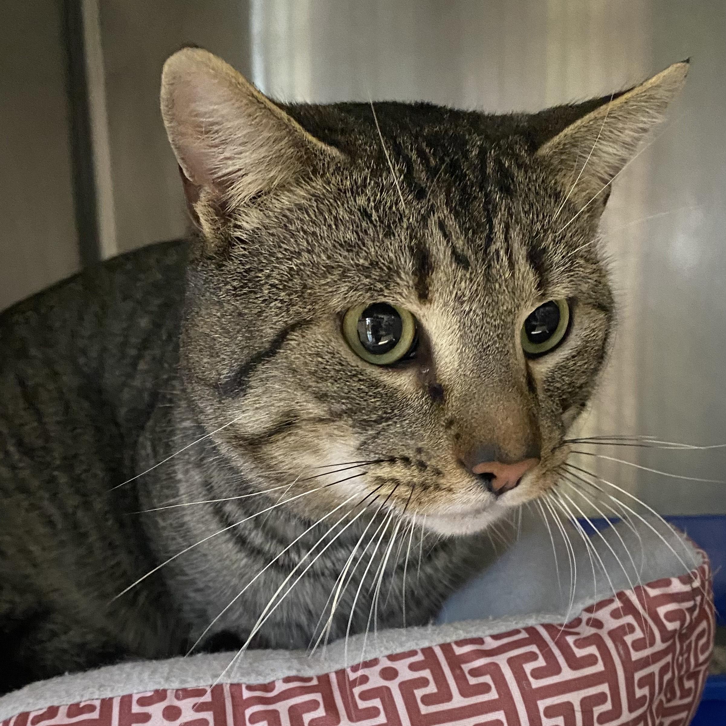 Enlarge Henry, a ADOPTABLE Domestic Short Hair in Belleville, MI image 1/1