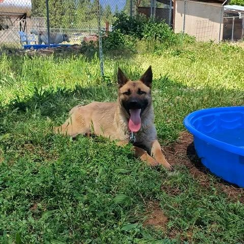 Athena, ADOPTABLE, Adult Female German Shepherd Dog.