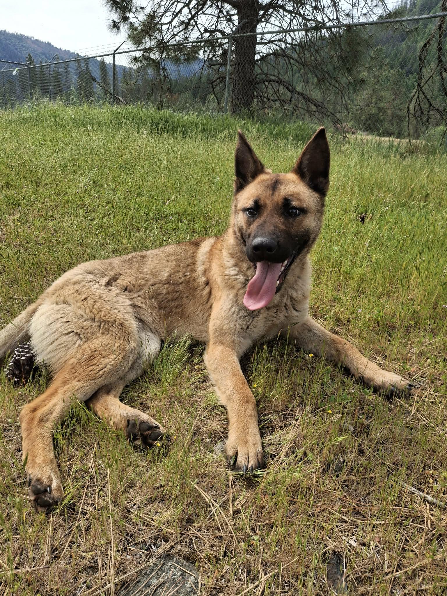 Athena, a ADOPTABLE mixed breed in Weaverville, CA image 2/4