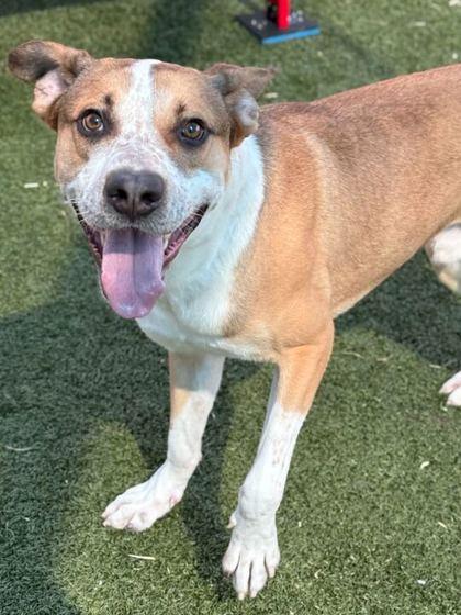 Candy Corn — thumbnail 2