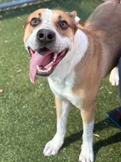 Candy Corn — thumbnail 3