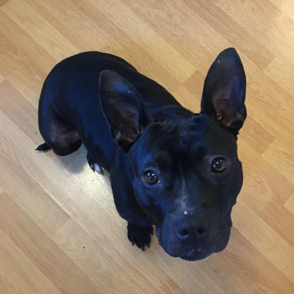 Penguin, Adoptable, Adult Female Pit Bull Terrier & Mixed Breed.