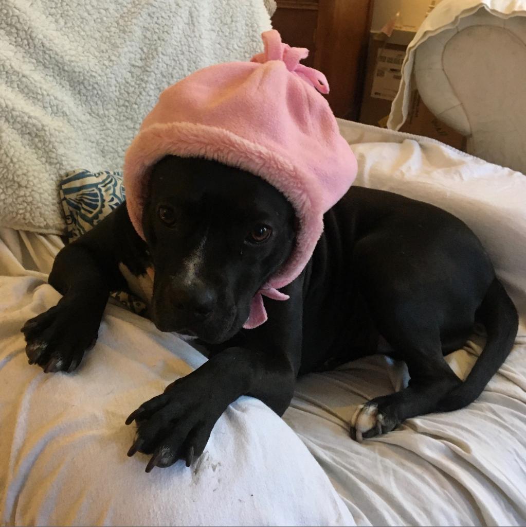 Penguin, a Adoptable mixed breed in San Pablo, CA image 2/6