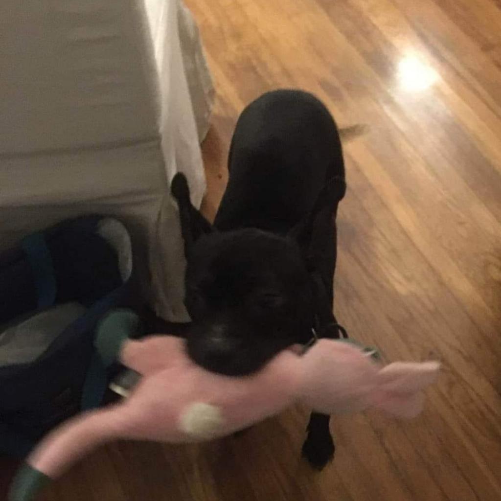 Penguin, a Adoptable mixed breed in San Pablo, CA image 3/6