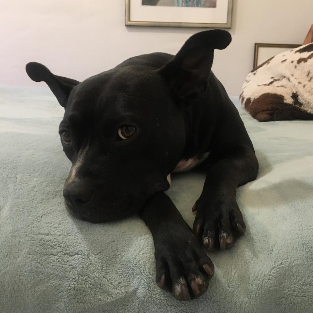 Penguin, a Adoptable mixed breed in San Pablo, CA image 4/6