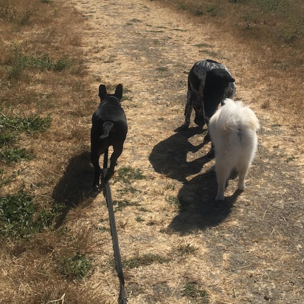 Penguin, a Adoptable mixed breed in San Pablo, CA image 5/6