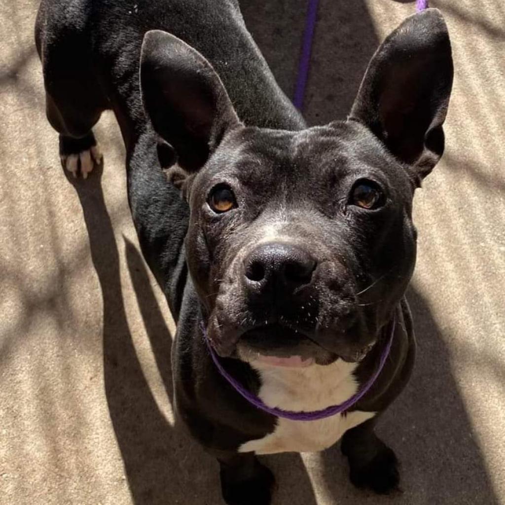 Penguin, a Adoptable mixed breed in San Pablo, CA image 6/6
