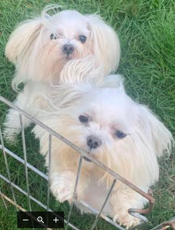 Enlarge Heidi and Frolic have been adopted!, a Adoptable Maltese in Hillsdale, NJ image 1/2