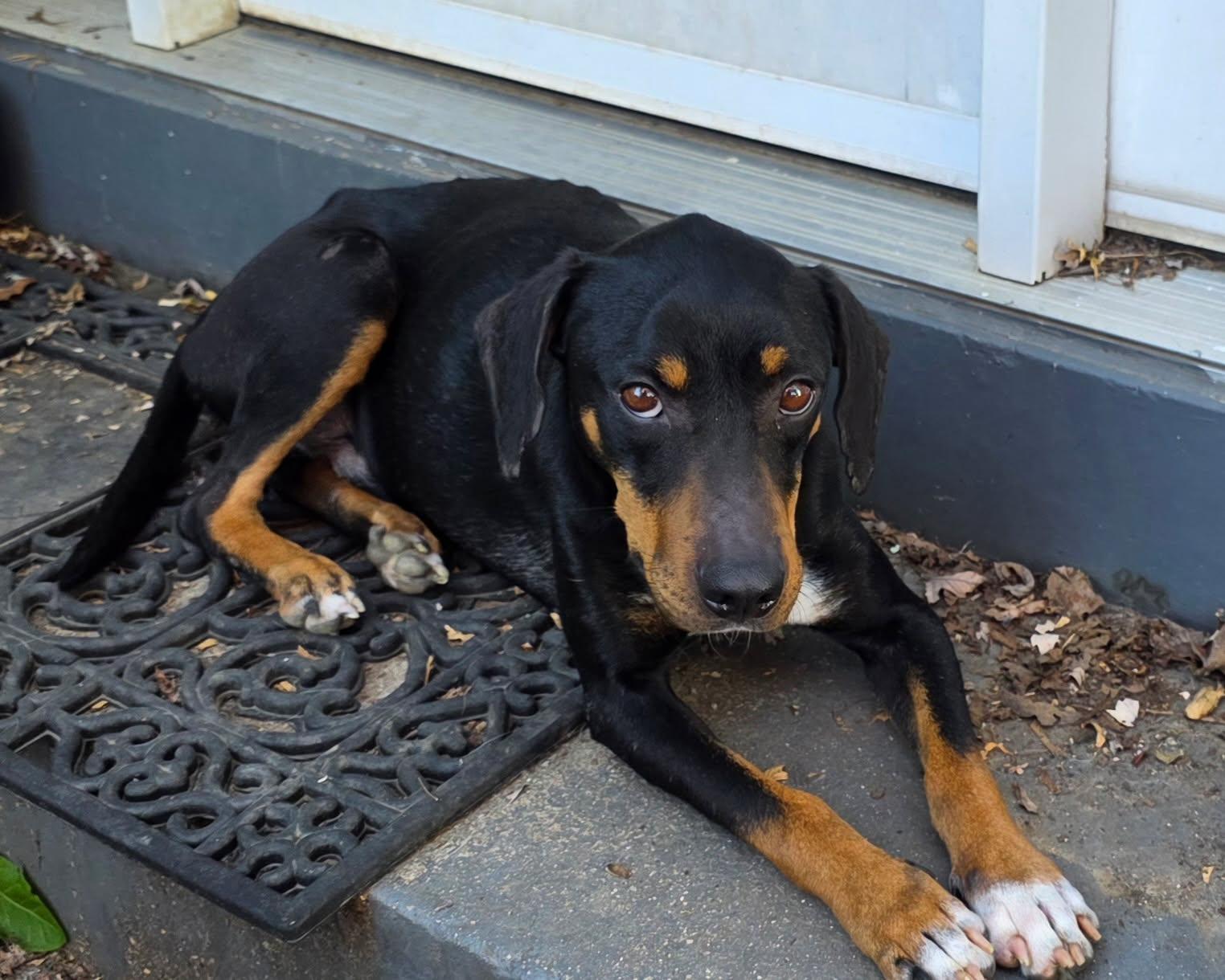 Enlarge Robert, a Adopted mixed breed in Sellersburg, IN image 1/5
