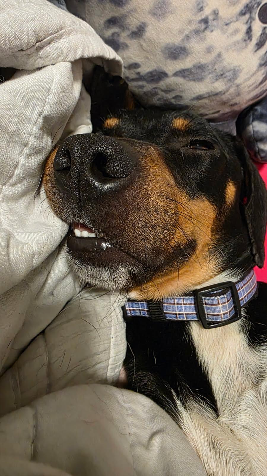 Enlarge Robert, a Adopted mixed breed in Sellersburg, IN image 2/5