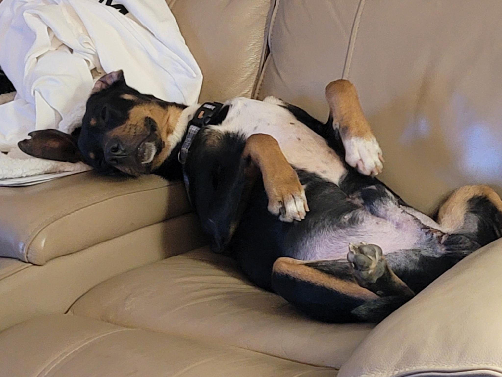 Enlarge Robert, a Adopted mixed breed in Sellersburg, IN image 3/5