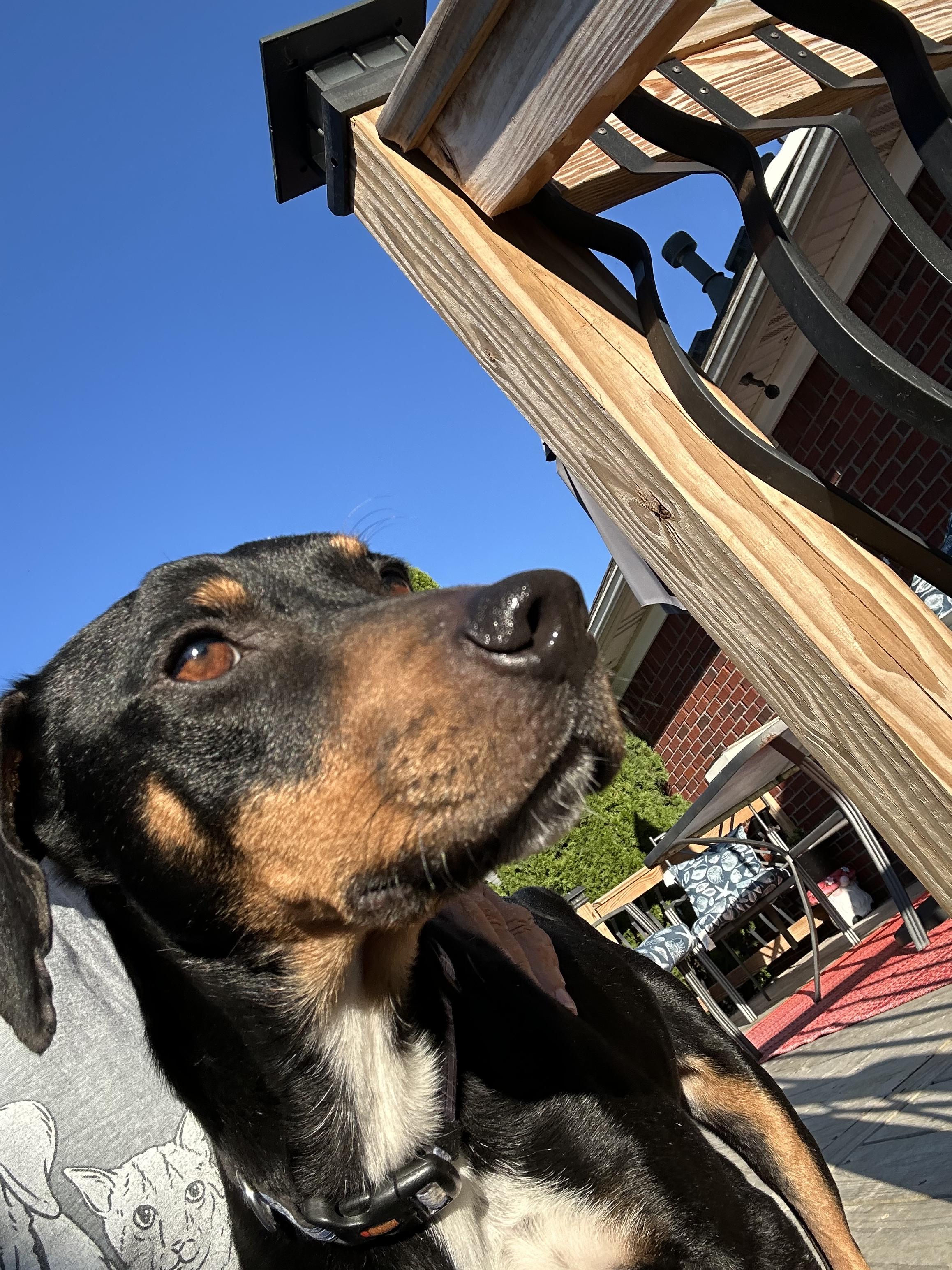 Enlarge Robert, a Adopted mixed breed in Sellersburg, IN image 4/5