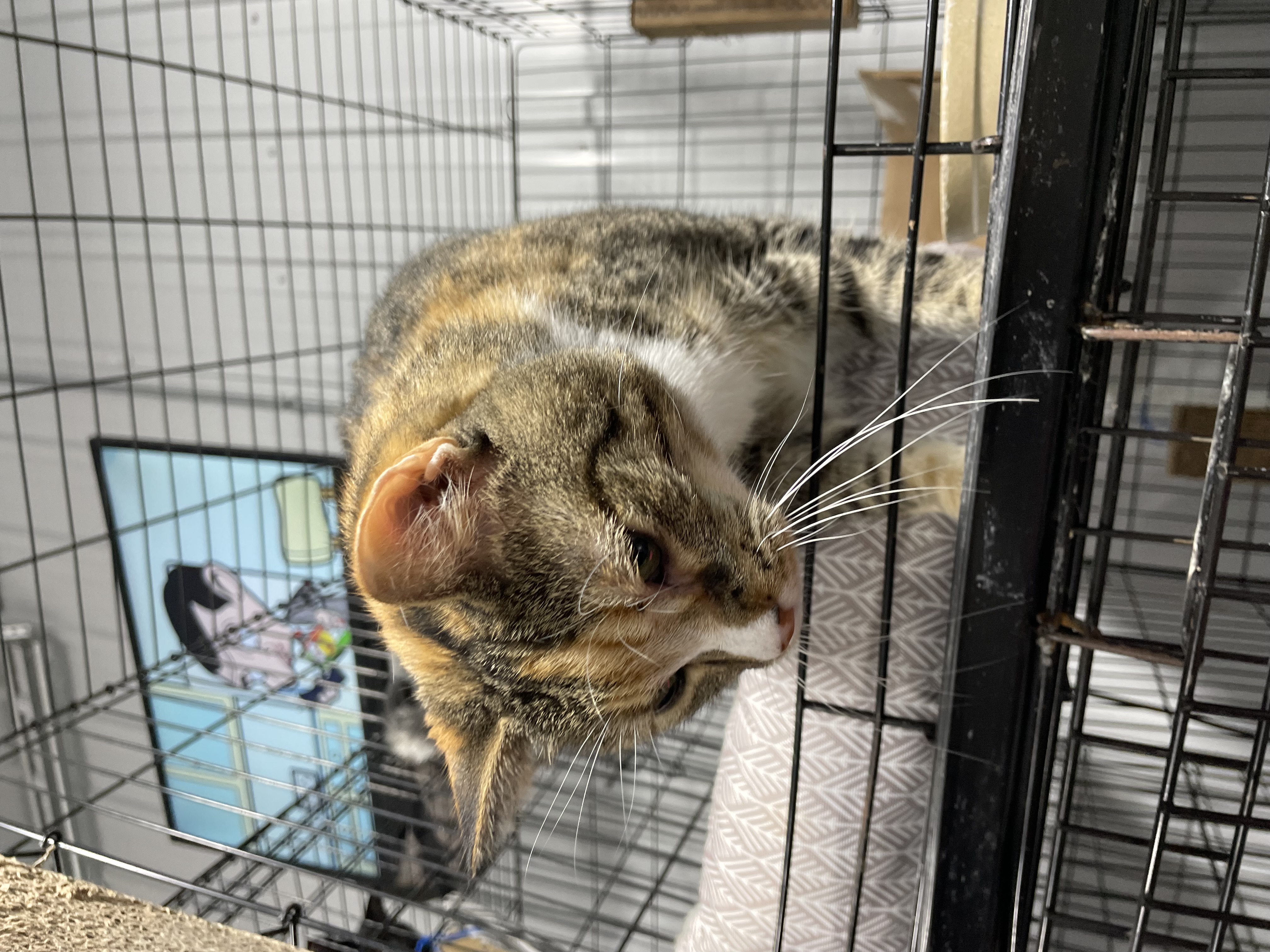 Cat for adoption Ricki, a Calico & Tiger Mix in Le Mars, IA Petfinder