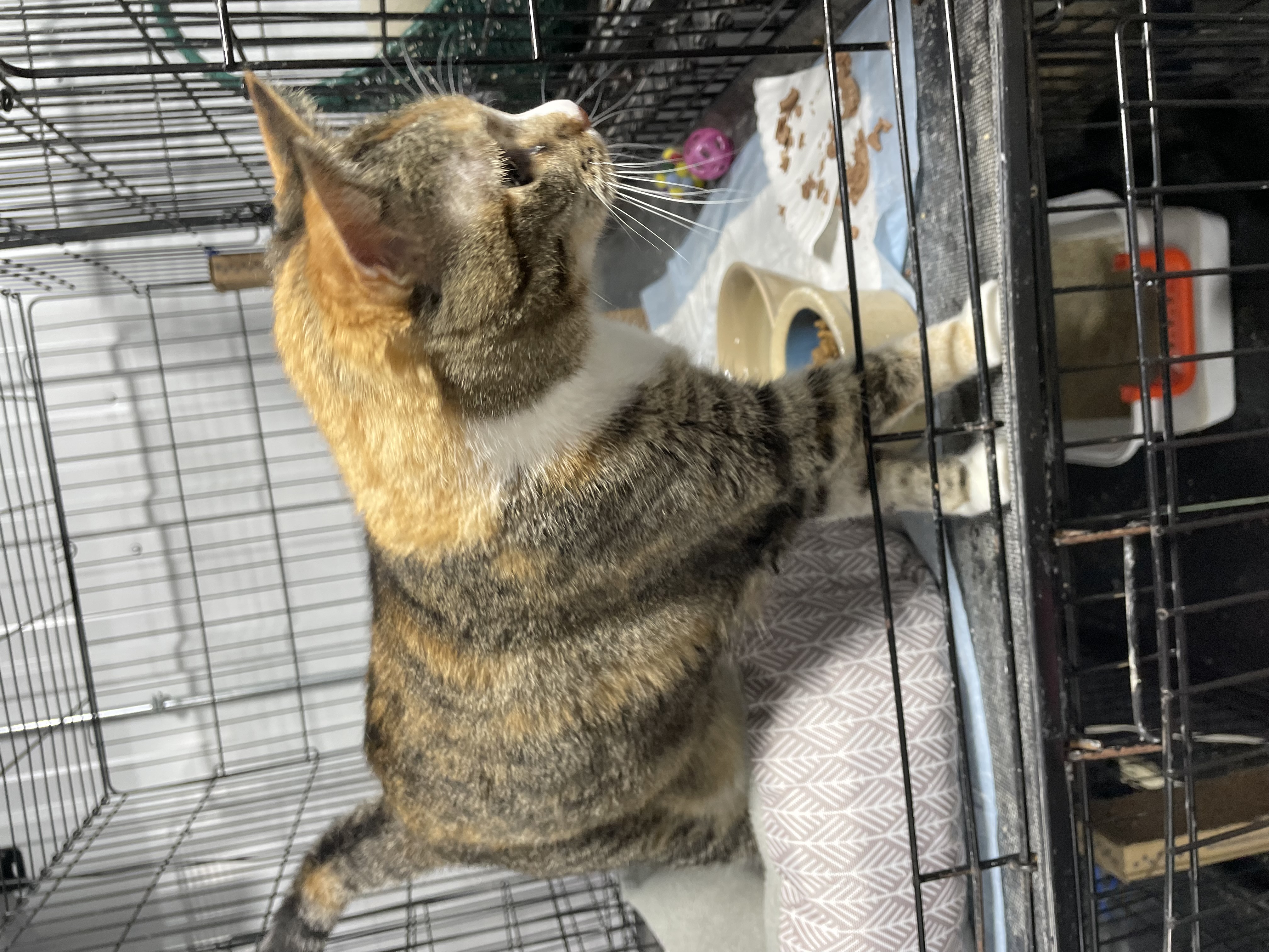 Cat for adoption Ricki, a Calico & Tiger Mix in Le Mars, IA Petfinder