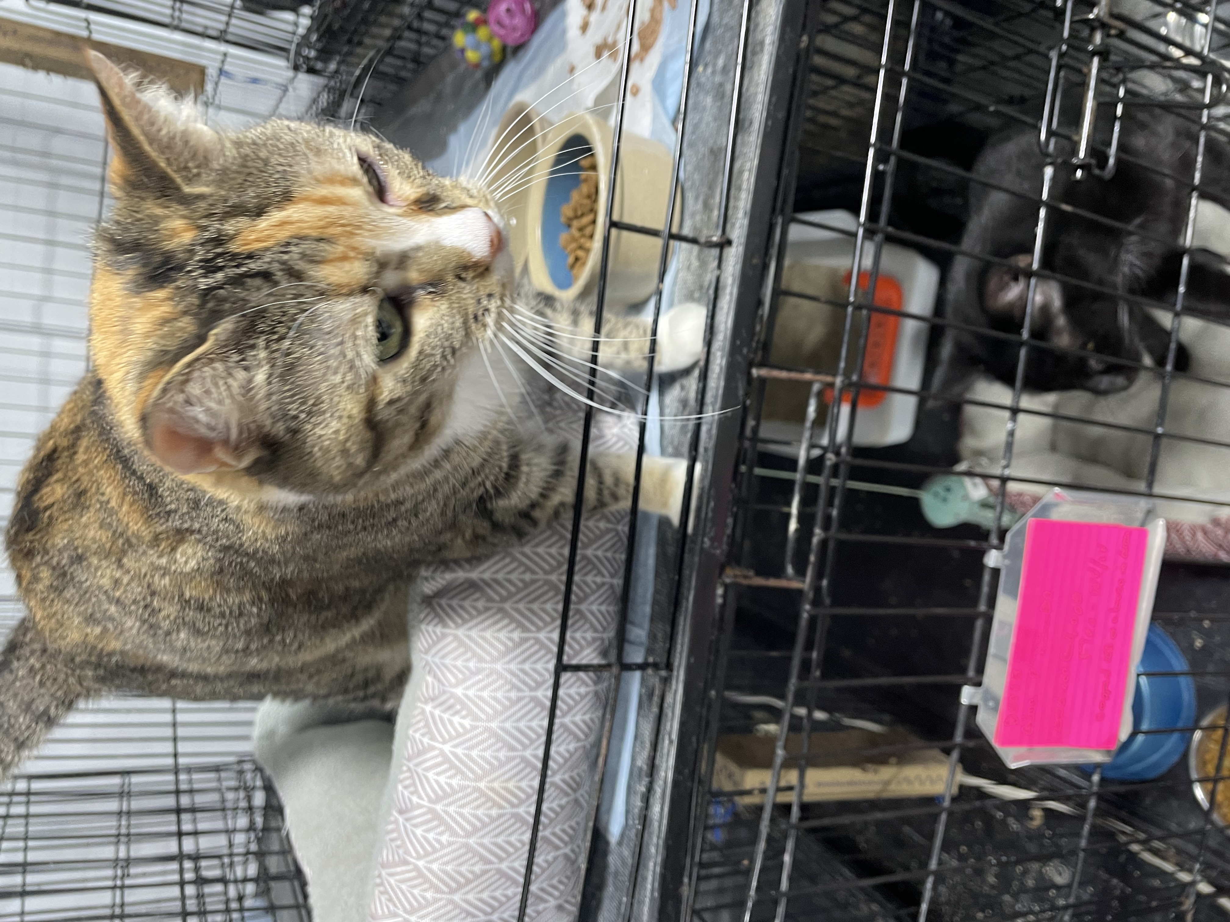 Cat for adoption Ricki, a Calico & Tiger Mix in Le Mars, IA Petfinder