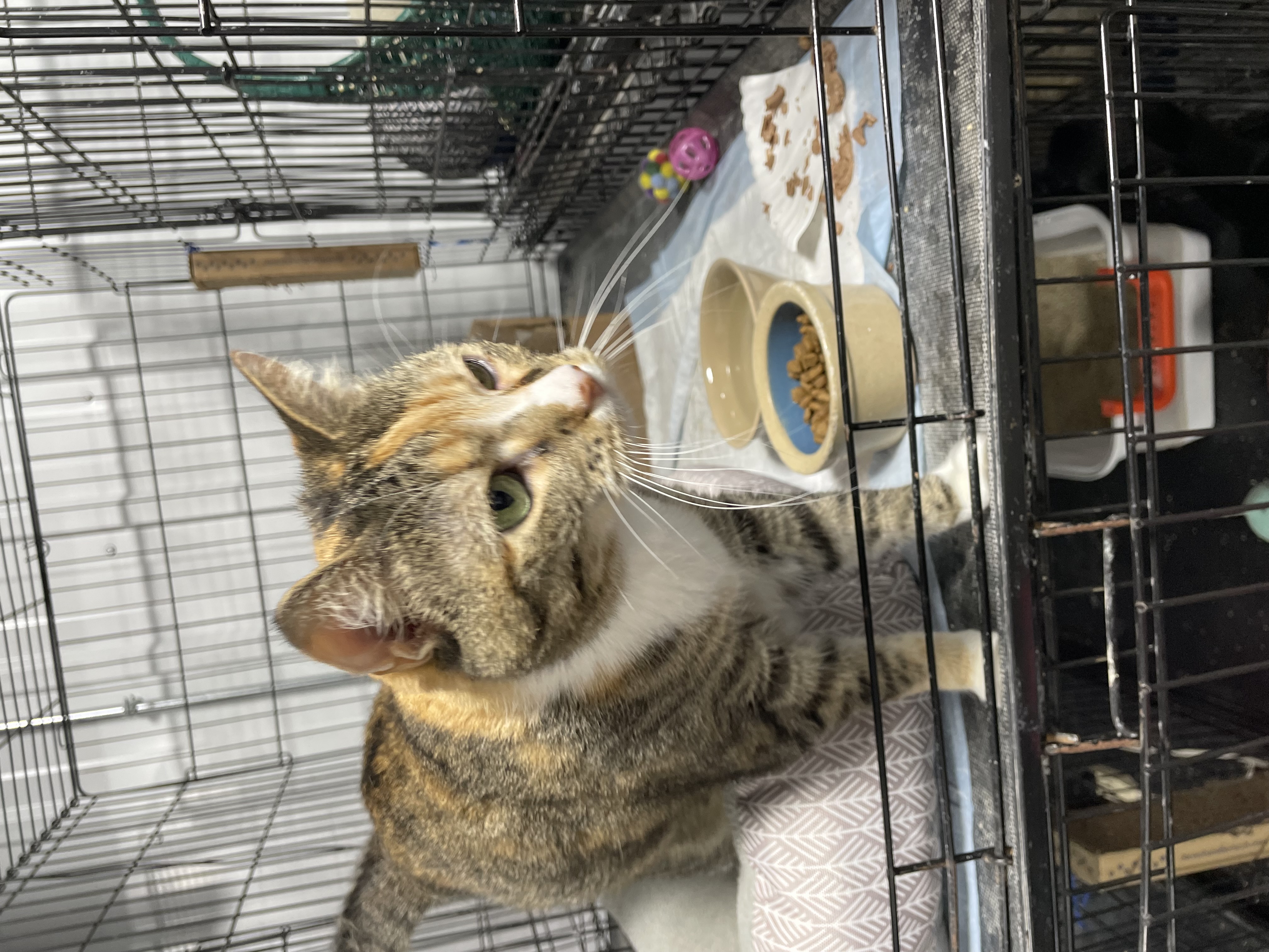 Cat for adoption Ricki, a Calico & Tiger Mix in Le Mars, IA Petfinder