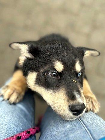 Enlarge Fenway, an adopted mixed breed in Bedford Hills, NY image 2/6