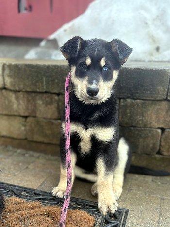 Fenway, adopted, Puppy Male Husky & Golden Retriever.