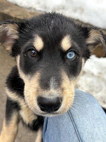 Enlarge Fenway, an adopted mixed breed in Bedford Hills, NY image 4/6