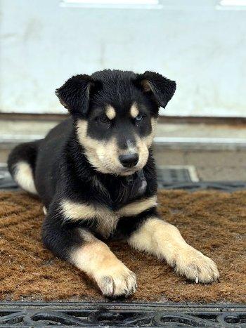 Enlarge Fenway, an adopted mixed breed in Bedford Hills, NY image 5/6