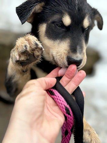 Enlarge Fenway, an adopted mixed breed in Bedford Hills, NY image 3/6