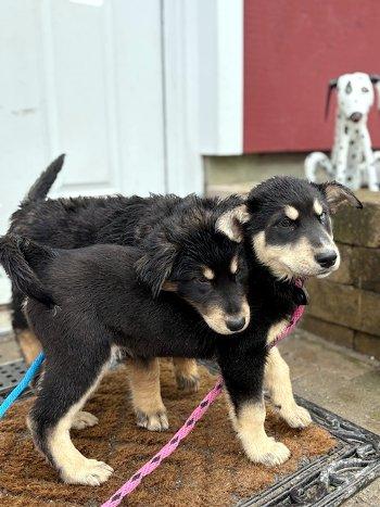 Enlarge Fenway, an adopted mixed breed in Bedford Hills, NY image 6/6