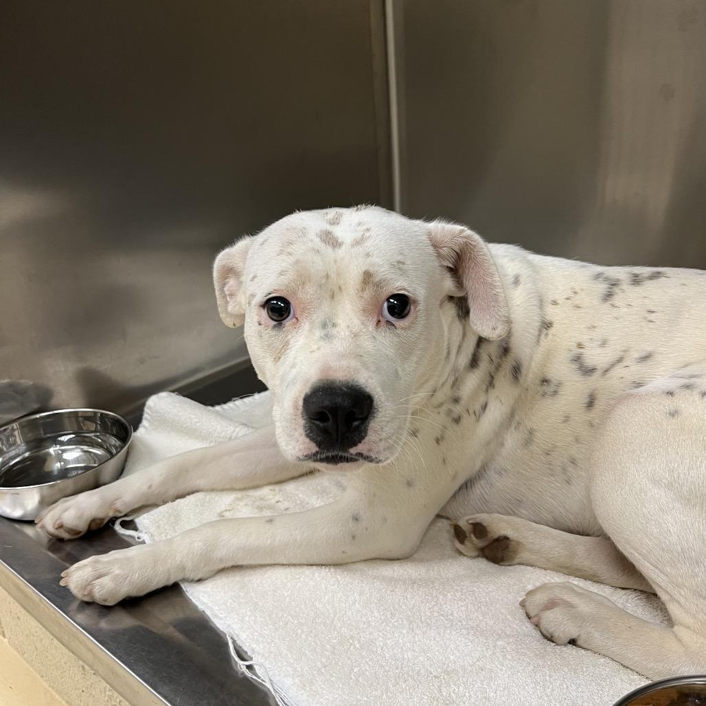 Louise, Adoptable, Young Female Mixed Breed.