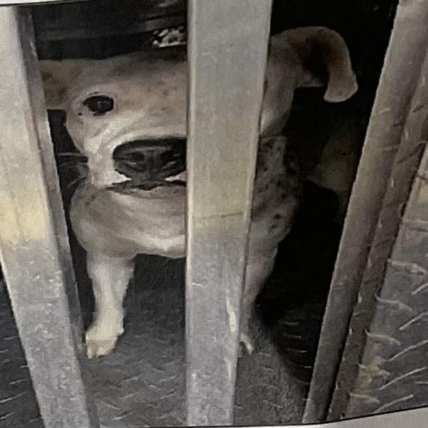 Enlarge Louise, a Adoptable Mixed Breed in Winston-Salem, NC image 2/5