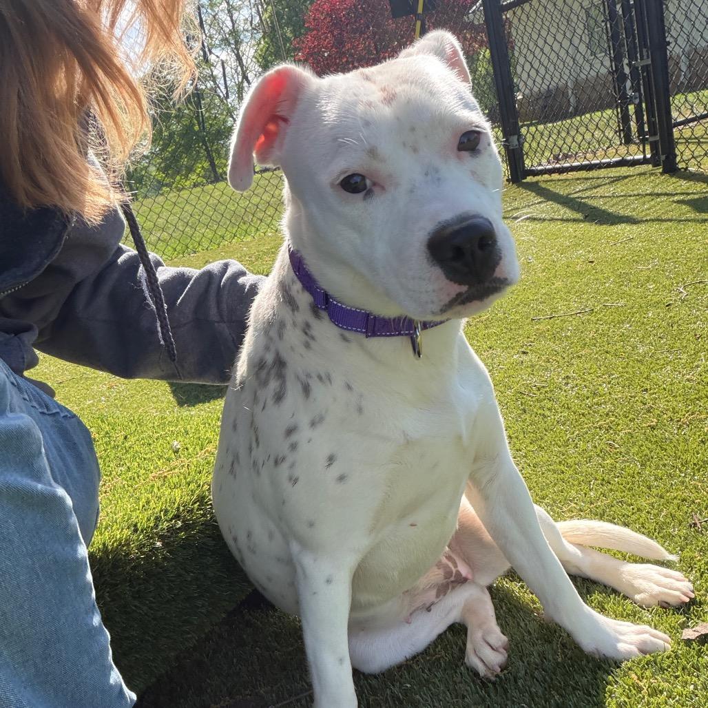 Enlarge Louise, a Adoptable Mixed Breed in Winston-Salem, NC image 3/5