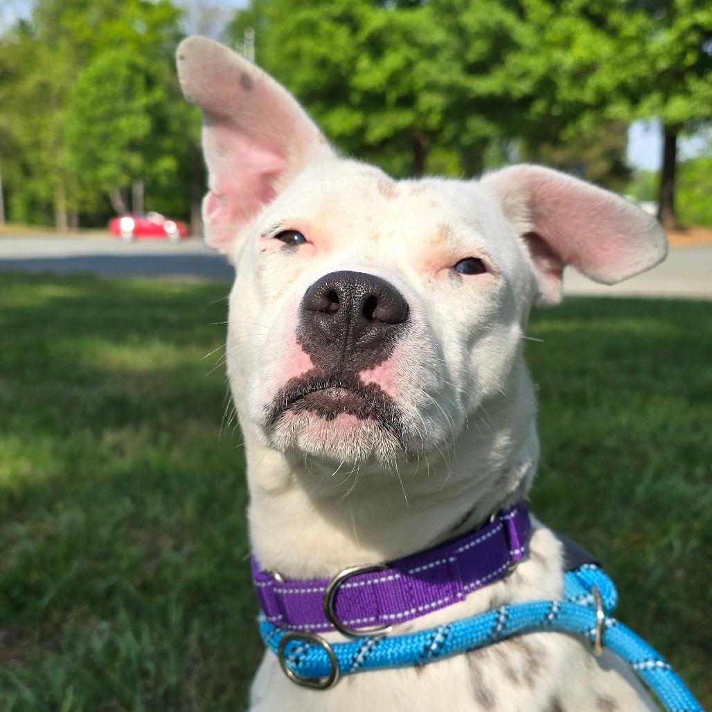 Enlarge Louise, a Adoptable Mixed Breed in Winston-Salem, NC image 4/5