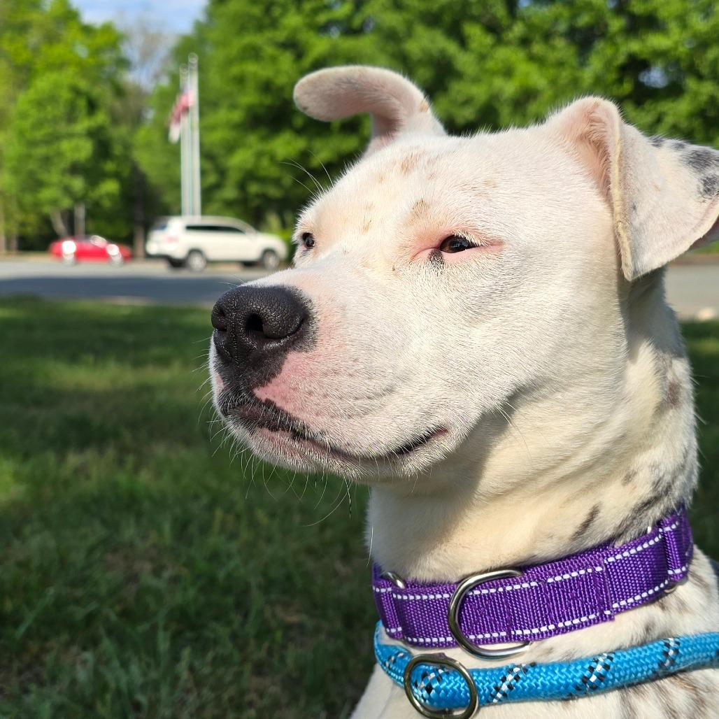 Enlarge Louise, a Adoptable Mixed Breed in Winston-Salem, NC image 5/5