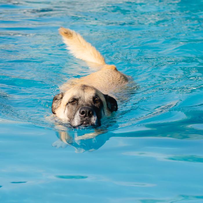 Tygrys, Adoptable, Adult Male Anatolian Shepherd & Belgian Shepherd / Malinois.