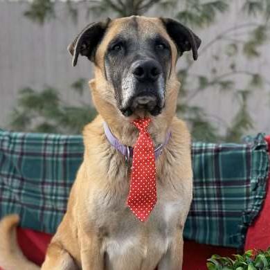 Tygrys, Adoptable, Adult Male Anatolian Shepherd & Belgian Shepherd / Malinois.