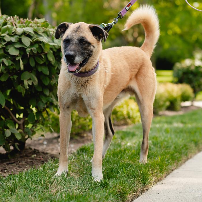 Enlarge Tygrys, a Adoptable mixed breed in Louisville, KY image 2/6