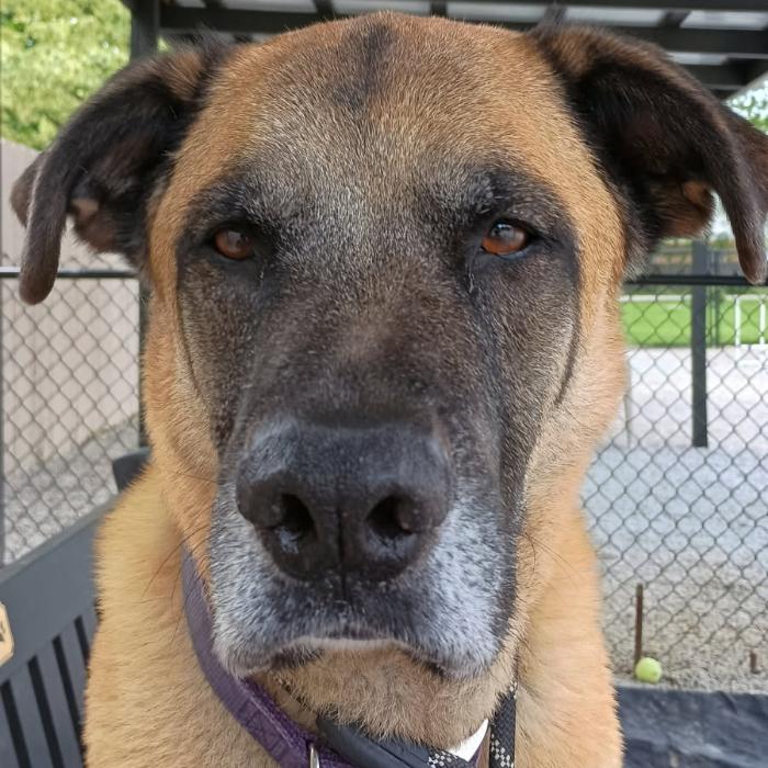 Enlarge Tygrys, a Adoptable mixed breed in Louisville, KY image 2/6