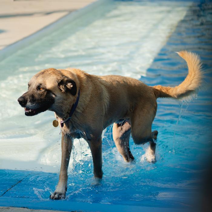 Enlarge Tygrys, a Adoptable mixed breed in Louisville, KY image 3/6
