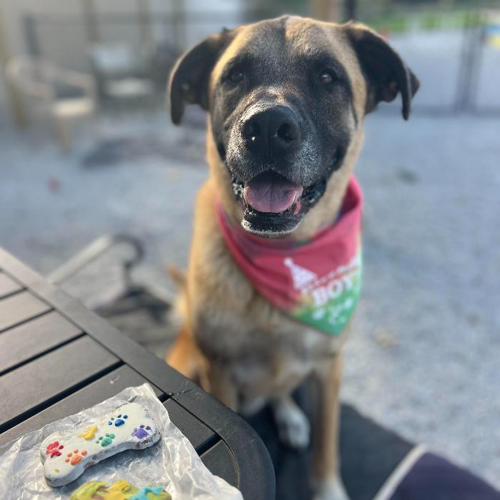 Enlarge Tygrys, a Adoptable mixed breed in Louisville, KY image 3/6