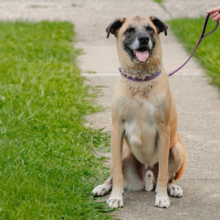 Enlarge Tygrys, a Adoptable mixed breed in Louisville, KY image 4/6