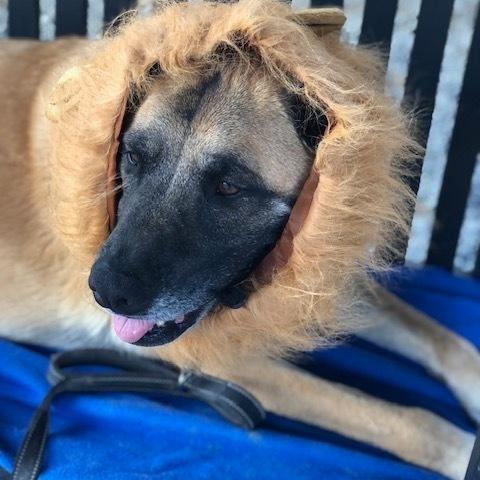 Enlarge Tygrys, a Adoptable mixed breed in Louisville, KY image 5/6